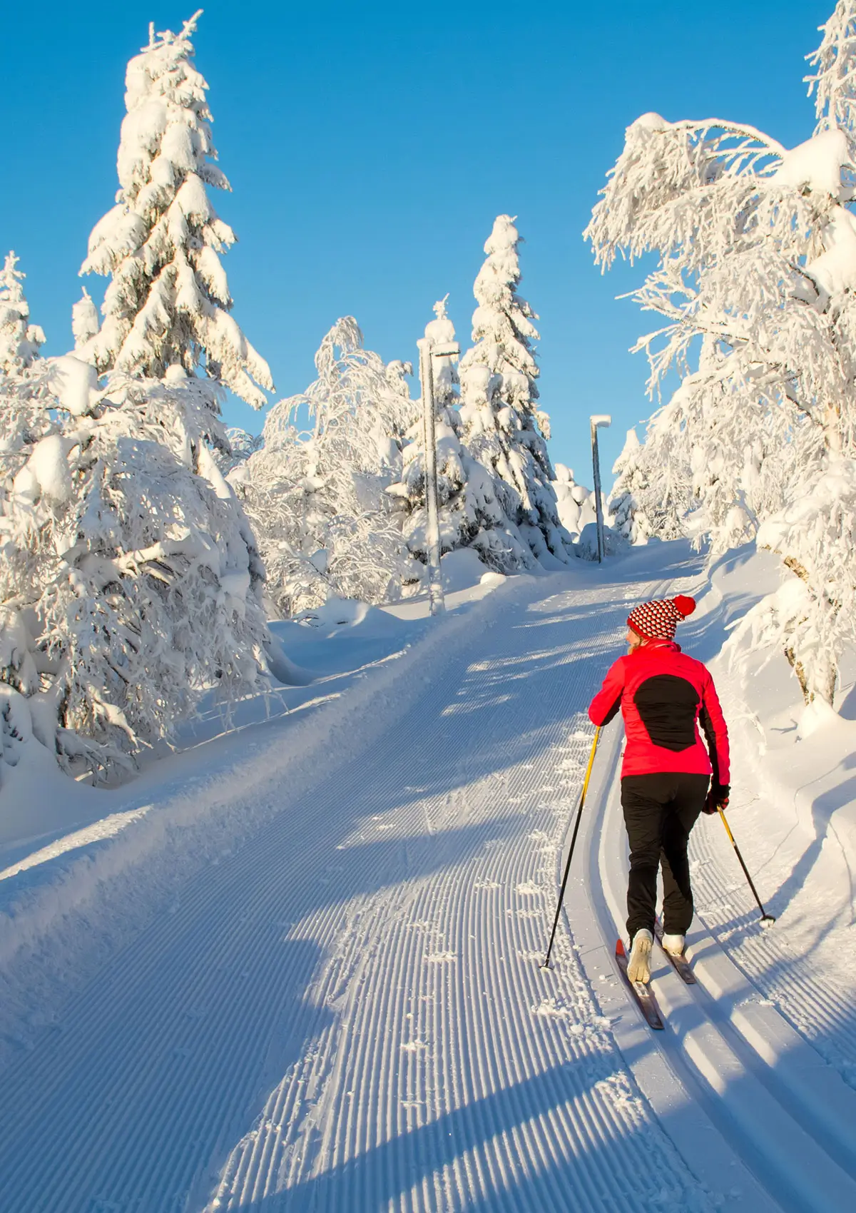 Plein air de proximité - Ski de fond en forêt Plein air de proximité - Ski de fond en forêt